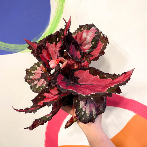 Begonia rex 'Holiday' - Welsh Grown - Sprouts of Bristol
