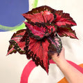 Begonia rex 'Holiday' - Welsh Grown - Sprouts of Bristol