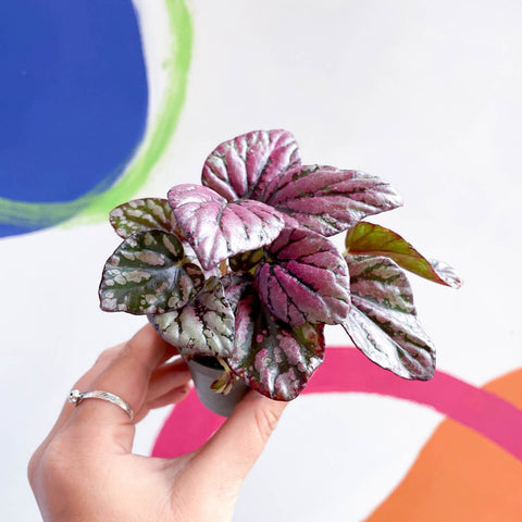 Begonia rex 'Hugh McLauchlan' - Sprouts of Bristol