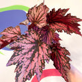 Begonia rex 'Jolly Noel' - Welsh Grown - Sprouts of Bristol