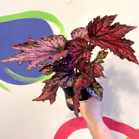 Begonia rex 'Jolly Noel' - Welsh Grown - Sprouts of Bristol
