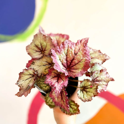 Begonia rex 'Lilac Charm' - Welsh Grown - Sprouts of Bristol