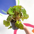 Begonia rex 'Lime Fever' - Sprouts of Bristol