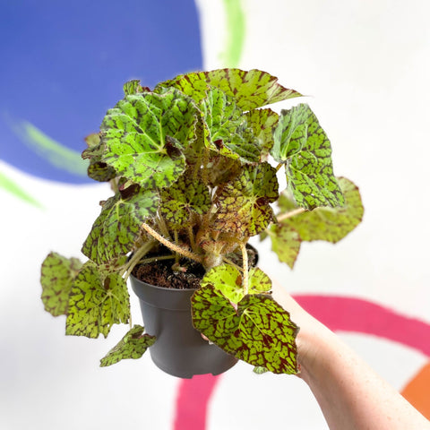 Begonia rex 'Lime Fever' - Sprouts of Bristol