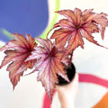 Begonia rex 'Martin Johnson' - Welsh Grown - Sprouts of Bristol
