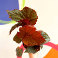 Begonia rex 'Midnight Magic' - Welsh Grown - Sprouts of Bristol