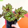 Begonia rex 'Mint Tea' - Welsh Grown - Sprouts of Bristol