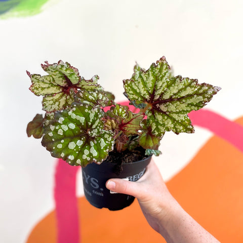 Begonia rex 'Mint Tea' - Welsh Grown - Sprouts of Bristol