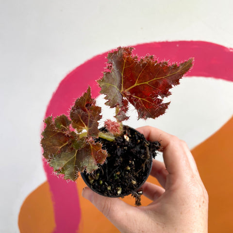 Begonia rex 'Munchkin' - Welsh Grown - Sprouts of Bristol