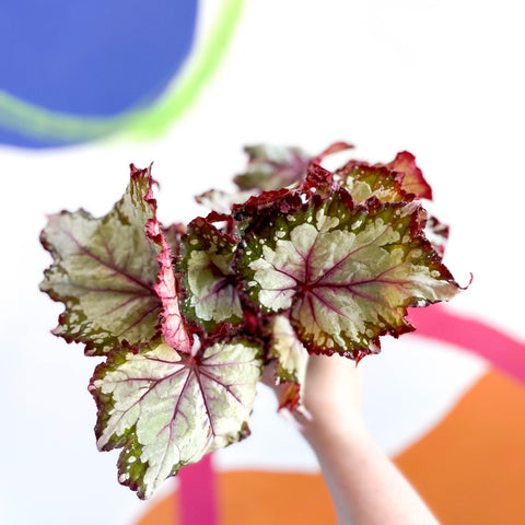 Begonia rex 'My Best Friend' - Welsh Grown - Sprouts of Bristol
