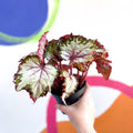 Begonia rex 'My Best Friend' - Welsh Grown - Sprouts of Bristol