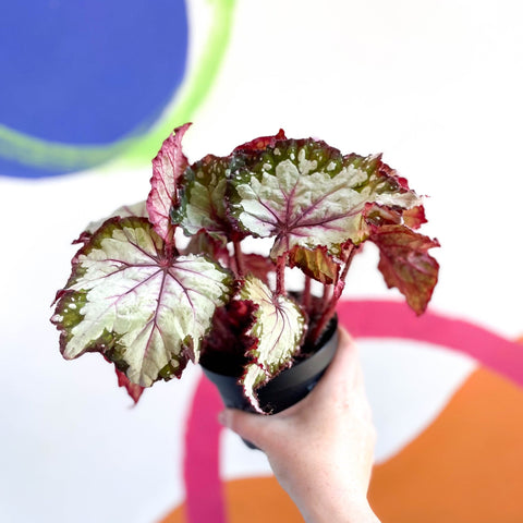 Begonia rex 'My Best Friend' - Welsh Grown - Sprouts of Bristol