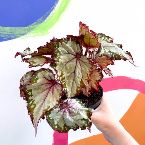 Begonia rex 'My Best Friend' - Welsh Grown - Sprouts of Bristol