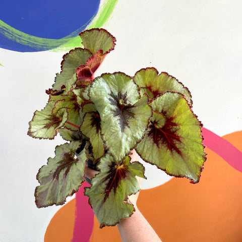 Begonia rex 'Namur' - Welsh Grown - Sprouts of Bristol