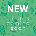 Begonia rex 'Rainbow Falls' - Sprouts of Bristol