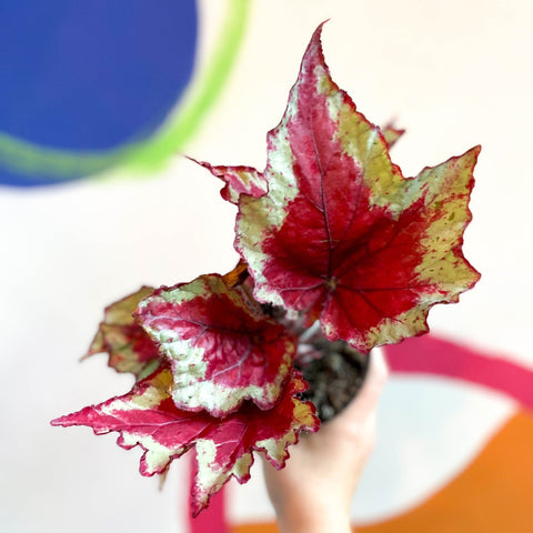 Begonia rex 'Sangria' - Welsh Grown - Sprouts of Bristol