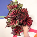Begonia rex 'Star Bright' - Welsh Grown - Sprouts of Bristol