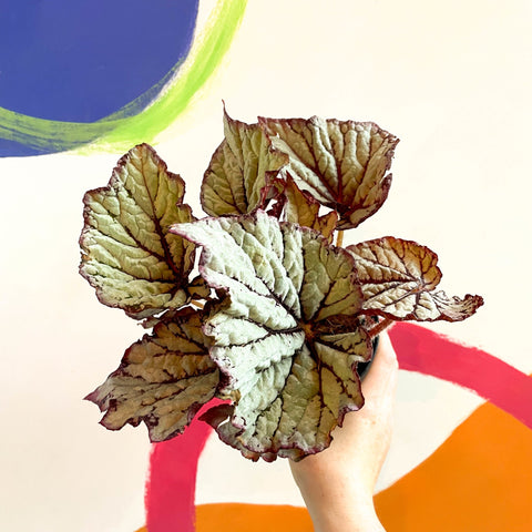 Begonia rex 'Star Light' - Welsh Grown - Sprouts of Bristol