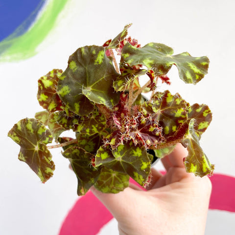 Begonia rex 'Tiger Paw' - Sprouts of Bristol