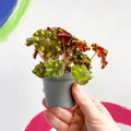 Begonia rex 'Tiger Paw' - Sprouts of Bristol