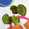 Begonia sizemoreae - Welsh Grown - Sprouts of Bristol