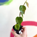 Begonia solananthera - Welsh Grown - Sprouts of Bristol