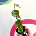 Begonia solananthera - Welsh Grown - Sprouts of Bristol