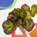 Begonia solimutata - Welsh Grown - Sprouts of Bristol