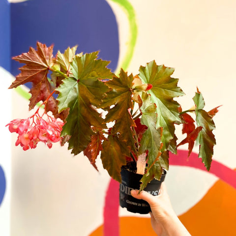 Begonia superba 'Irene Nuss' - Welsh Grown - Sprouts of Bristol