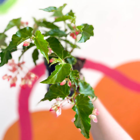 Begonia 'Tiny Gem' - Welsh Grown - Sprouts of Bristol