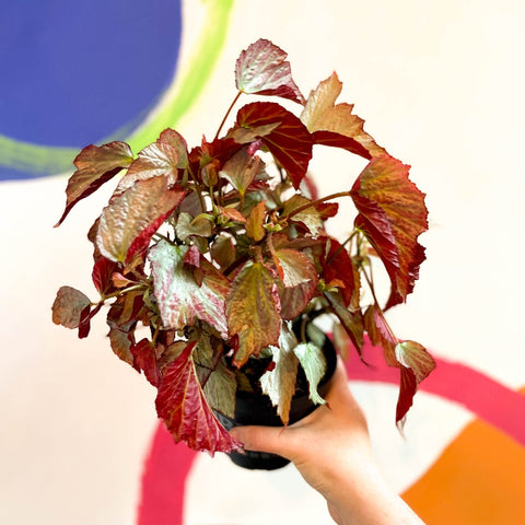 Begonia 'Two Face' - Welsh Grown - Sprouts of Bristol
