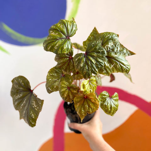 Begonia wollnyii syn. williamsii - Welsh Grown - Sprouts of Bristol