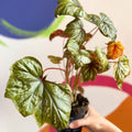 Begonia wollnyii syn. williamsii - Welsh Grown - Sprouts of Bristol