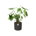 B.For Soft Round Pot - Sprouts of Bristol