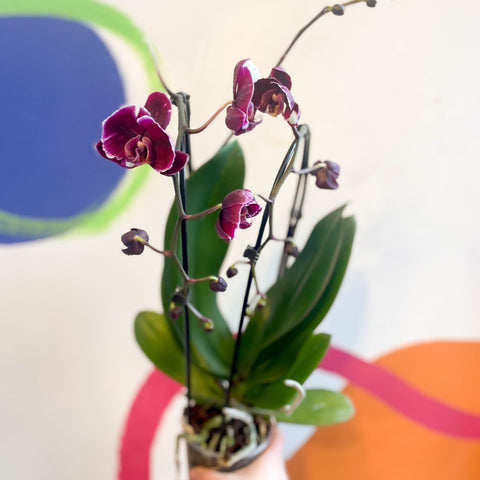 Black Moth Orchid - Phalaenopsis 'Black Mambo' - Sprouts of Bristol