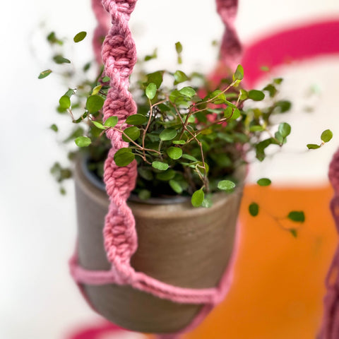 Blossom Pink Macrame Plant Hanger - Sprouts of Bristol