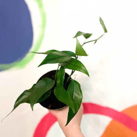 Blue Form Pothos - Epipremnum pinnatum - Sprouts of Bristol
