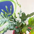 Blue Star Fern - Phlebodium aureum - Sprouts of Bristol