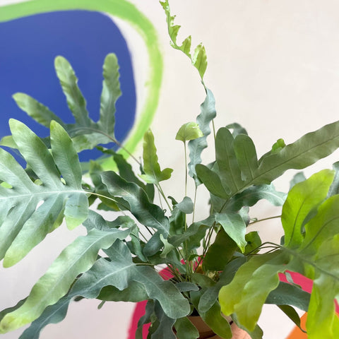 Blue Star Fern - Phlebodium aureum - Sprouts of Bristol