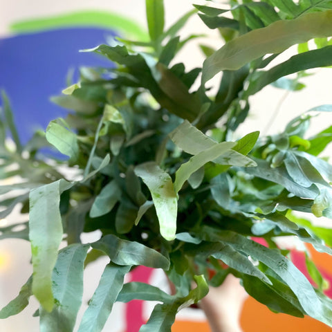 Blue Star Fern - Phlebodium aureum - Sprouts of Bristol
