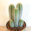 Blue Torch Cactus - Pilosocereus azureus - Sprouts of Bristol