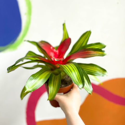Blushing Bromeliad - Neoregelia carolinae 'Freddie' - Sprouts of Bristol