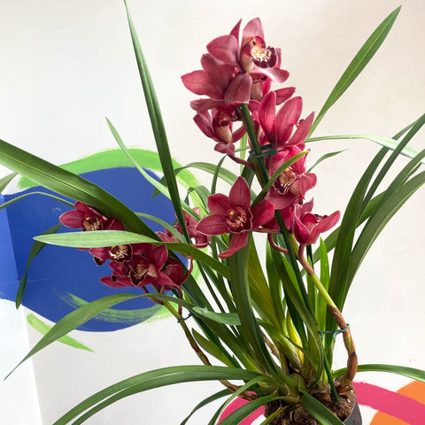 Boat Orchid - Cymbidium 'Red Beauty' - Sprouts of Bristol