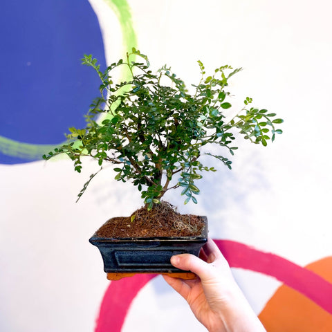Bonsai - Xanthoxylum piperitum - Chinese Pepper - Sprouts of Bristol