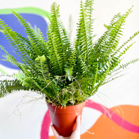 Boston Fern - Nephrolepis exaltata 'Green Lady' - Sprouts of Bristol