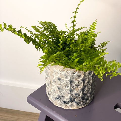 Boston Fern - Nephrolepis exaltata vitale 'Krulvaren' - Sprouts of Bristol