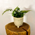 Bracken Fern - Pteris - Sprouts of Bristol