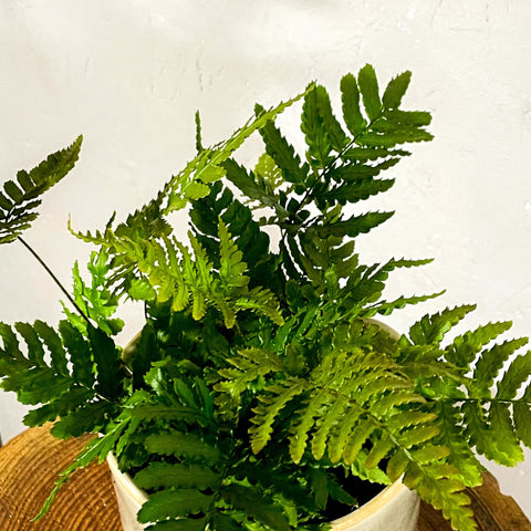 Bracken Fern - Pteris - Sprouts of Bristol
