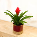 Bromelia Guzmania - Bright Pink - Sprouts of Bristol