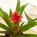 Bromelia Guzmania 'Brush' - Sprouts of Bristol